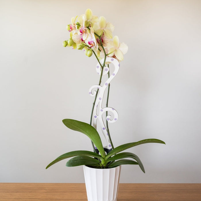 BARE™ Flora™ – Customizable Wooden Floral Plant Trellis for Indoor Climbing Plants - Ed's Plant Shop