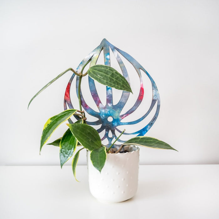 BARE™ Peptrella™ Plant Trellis – Customizable Birch Wood Support Inspired by Peperomia - Ed's Plant Shop