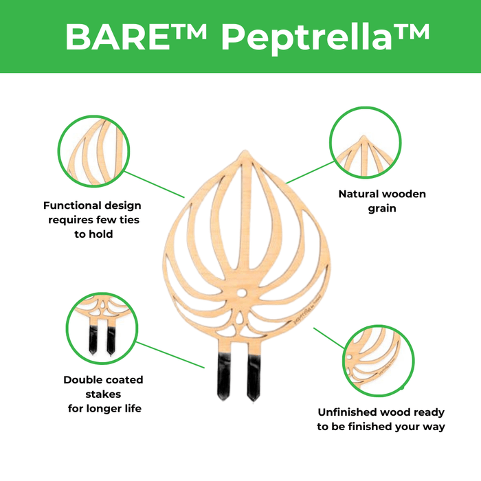 BARE™ Peptrella™ Plant Trellis – Customizable Birch Wood Support Inspired by Peperomia - Ed's Plant Shop
