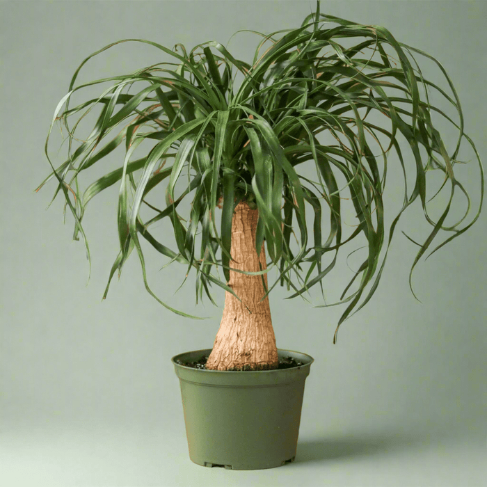 Ponytail Palm houseplant with tall swollen base and long arching leaves on green background.