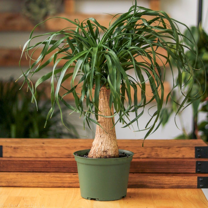 Beaucarnea recurvata Ponytail Palm with slender green leaves in green pot on wooden surface.