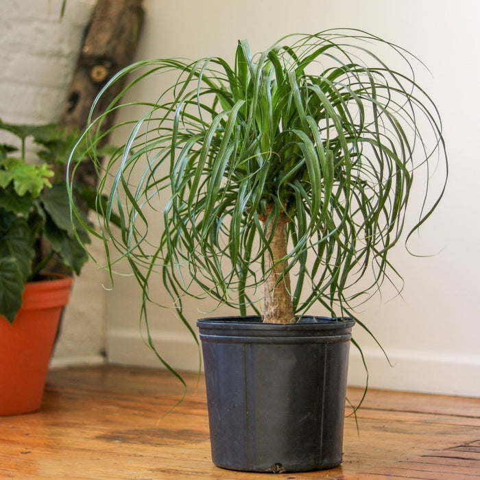Ponytail Palm (Beaucarnea recurvata) with long curly leaves and bulbous trunk in black pot.