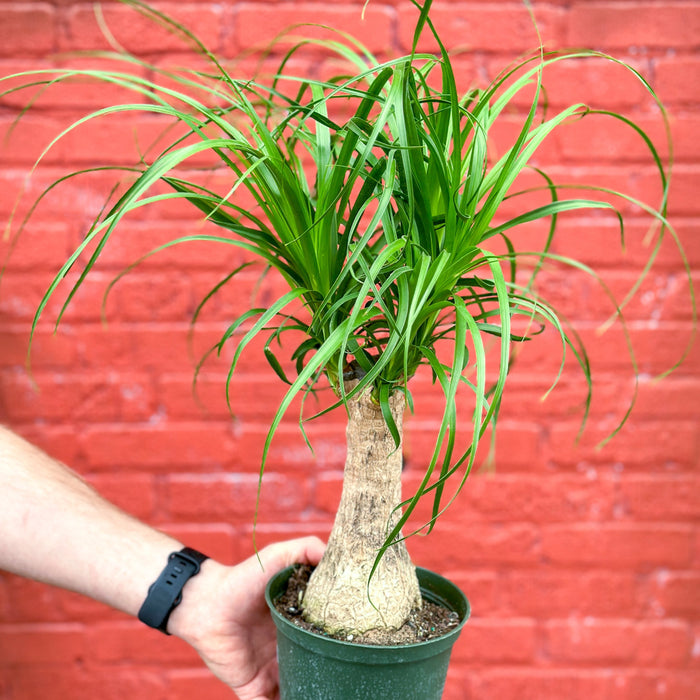 Hand holding a Ponytail Palm with thick trunk and cascading green leaves against red brick wall.
