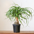 Ponytail Palm (Beaucarnea recurvata) with long curly leaves and bulbous trunk in black pot.