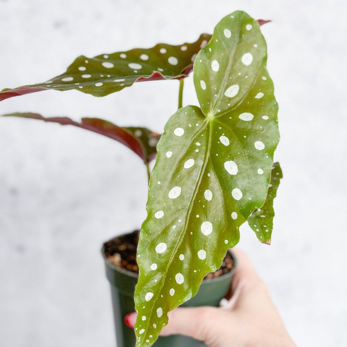 Begonia Maculata 'Wightii' - Polka Dot Begonia - Ed's Plant Shop