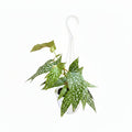 Begonia 'White Ice' - 4.5" Hanging Basket - Ed's Plant Shop