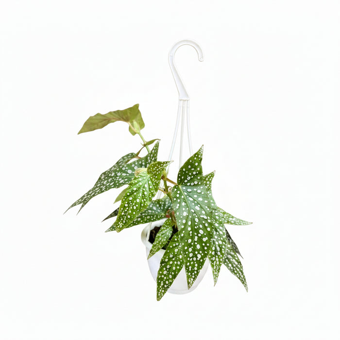 Begonia 'White Ice' - 4.5" Hanging Basket - Ed's Plant Shop