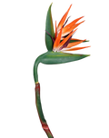 Bird of Paradise (Orange) Stielitzia 48"