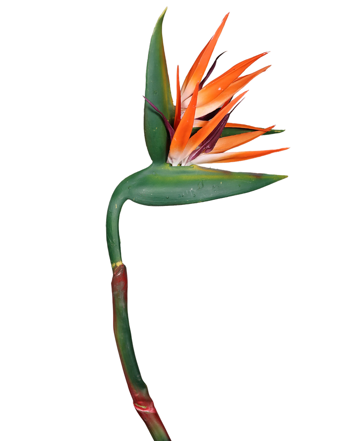 Bird of Paradise (Orange) Stielitzia 48"