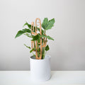 Regular (~12" tall)