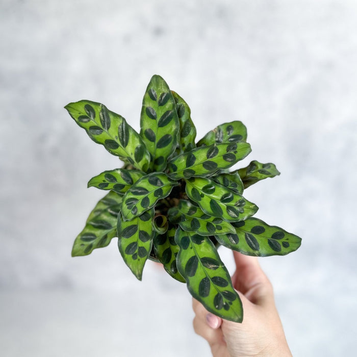 Calathea lancifolia with green leaves patterned with dark spots held in hand against light background.
