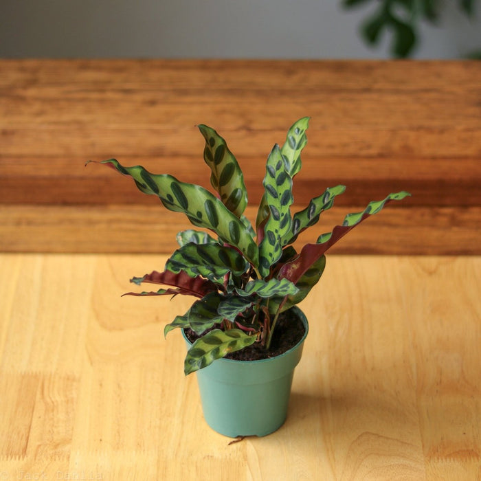 Rattlesnake Calathea with elongated leaves showing green tops and purple undersides in a green pot.