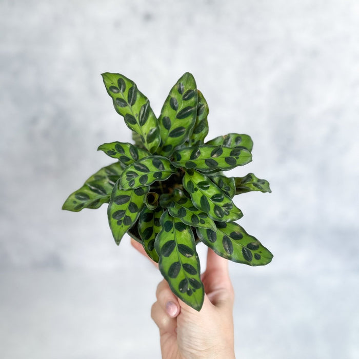Calathea lancifolia with green leaves patterned with dark spots held in hand against light background.