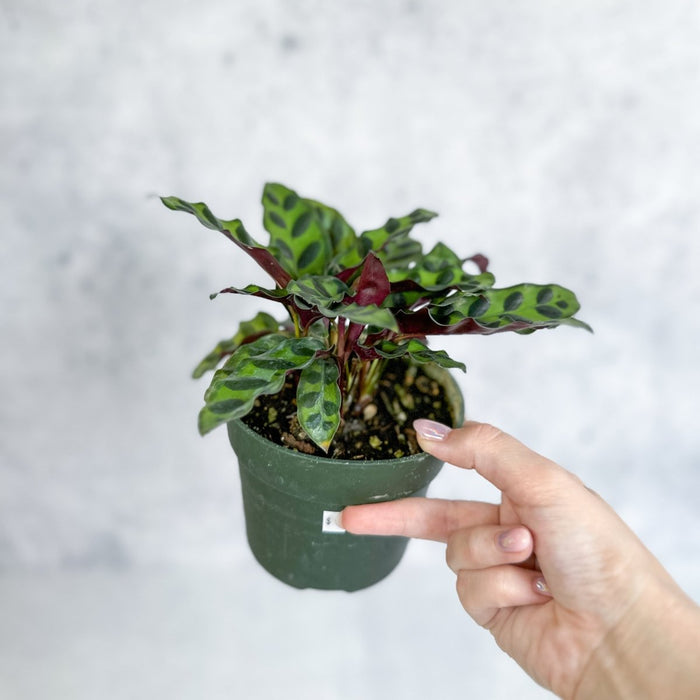 Hand holding a Calathea lancifolia with green leaves patterned with dark spots held in hand against light background.