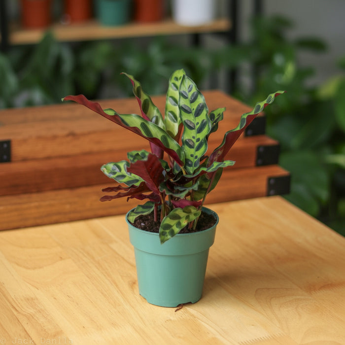 Calathea lancifolia plant with wavy green leaves and dark markings in a teal pot on a wooden surface.