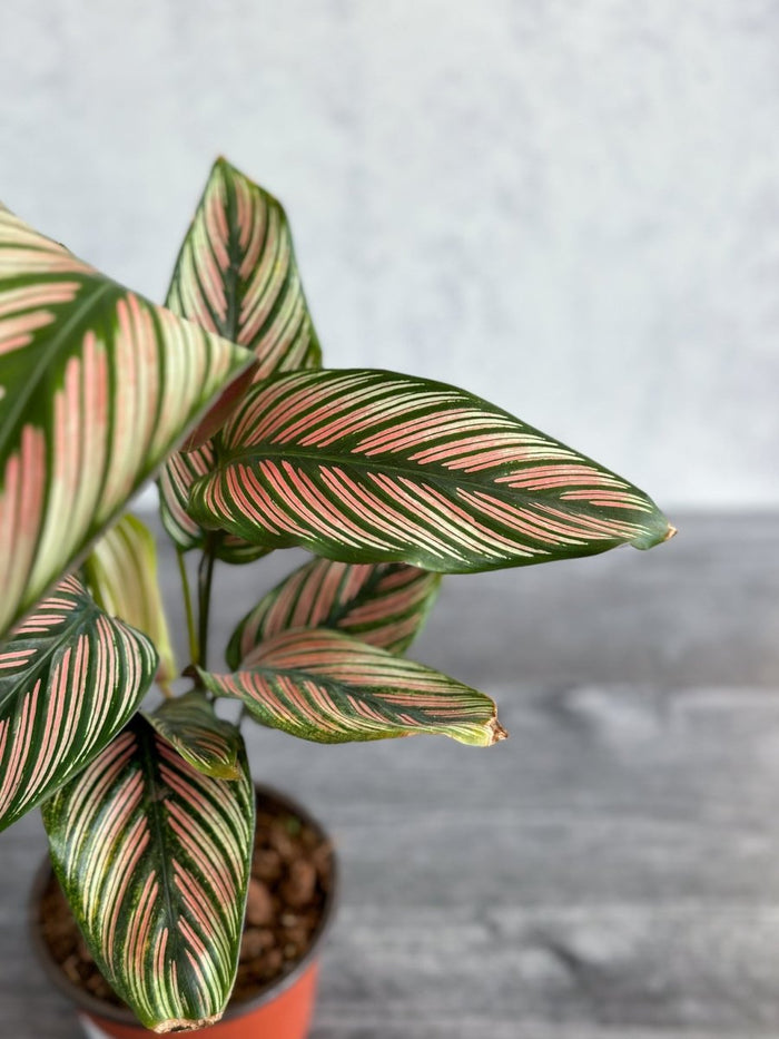 Calathea Majestica 'White Star' - Various Sizes - Ed's Plant Shop