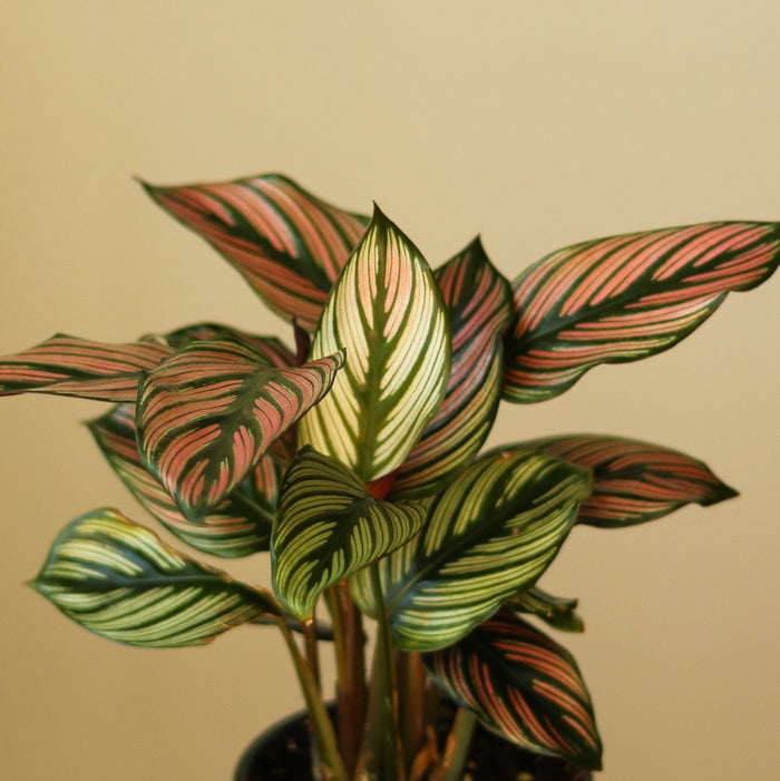 Calathea Majestica 'White Star' - Various Sizes - Ed's Plant Shop