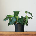Calathea musaica ‘Network’ - Various Sizes - Ed's Plant Shop