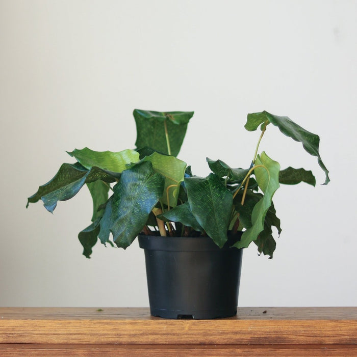 Calathea musaica ‘Network’ - Various Sizes - Ed's Plant Shop