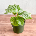 Calathea Orbifolia | Round Leaf Prayer Plant