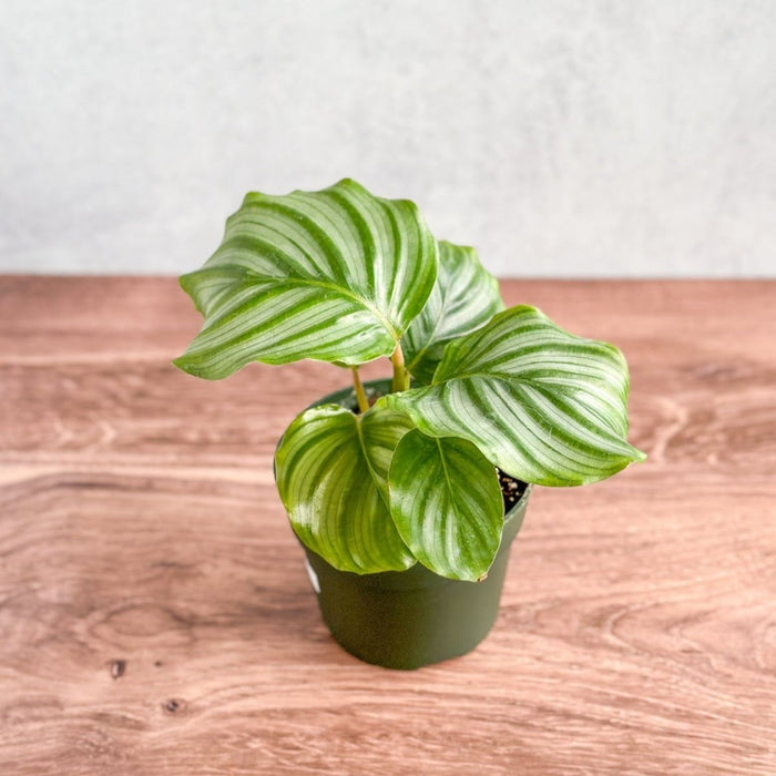 Calathea orbifolia plant with large round silver striped leaves on a wooden table