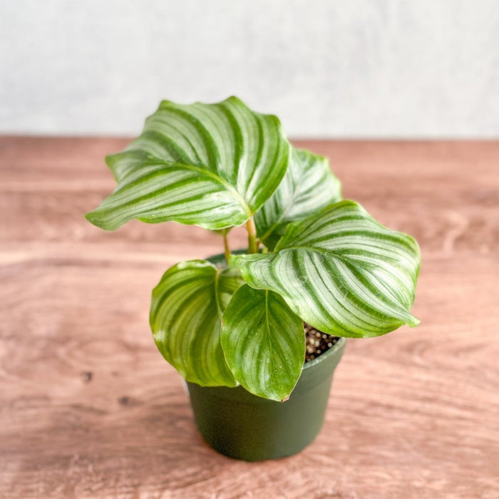 Large round foliage of Calathea orbifolia with silver bands