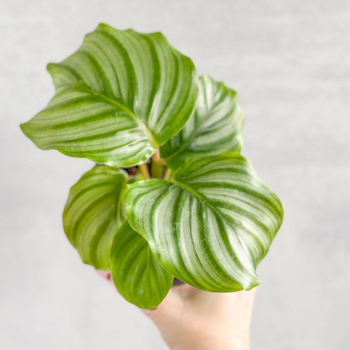Close up of Calathea orbifolia leaf showing silver and green striping
