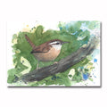 Carolina Wren/Splat Giclee