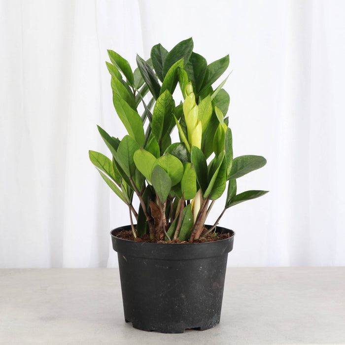 Chameleon ZZ Plant – Variegated Zamioculcas - Ed's Plant Shop