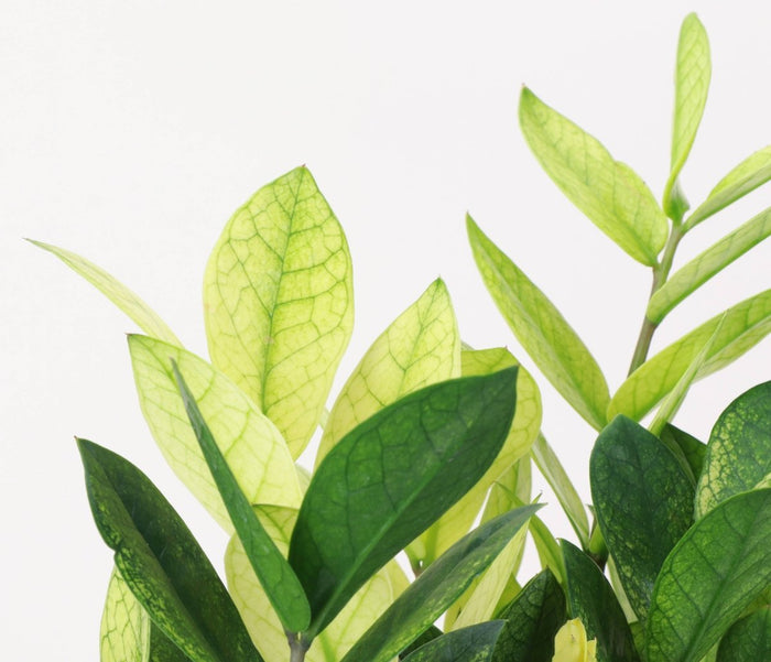 Chameleon ZZ Plant – Variegated Zamioculcas - Ed's Plant Shop