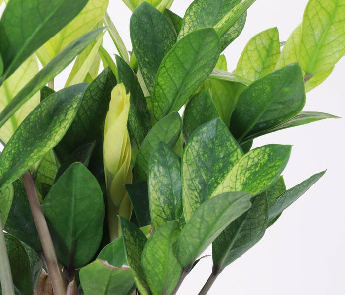 Chameleon ZZ Plant – Variegated Zamioculcas - Ed's Plant Shop