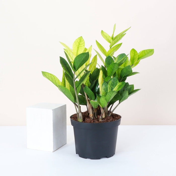 Chameleon ZZ Plant – Variegated Zamioculcas - Ed's Plant Shop