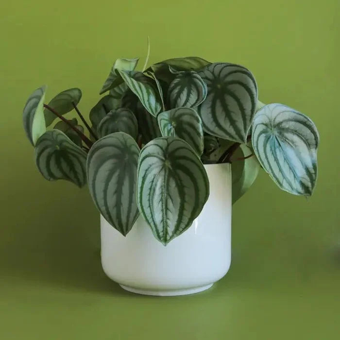 Charlie Planter | White - Ed's Plant Shop