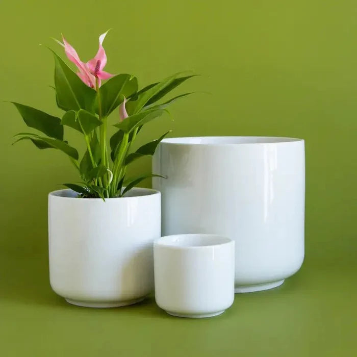 Charlie Planter | White - Ed's Plant Shop