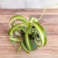 Curly variegated Spider Plant in a nursery pot with arching, twisted leaves