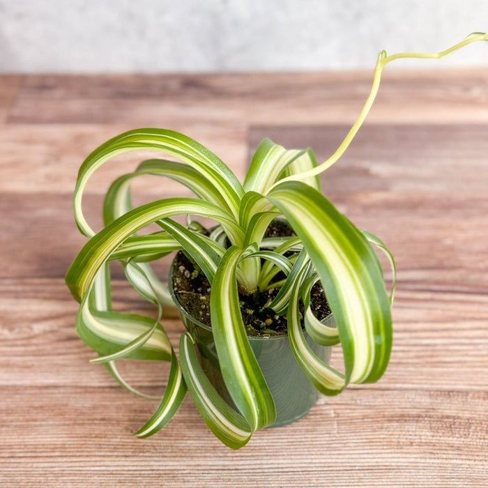 Curly variegated Spider Plant in a nursery pot with arching, twisted leaves