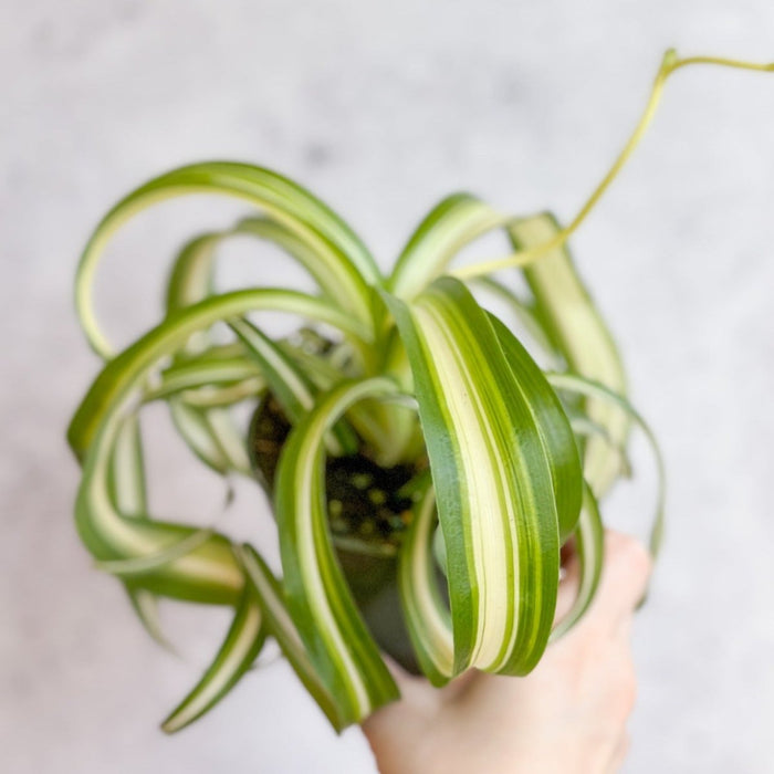Close-up of Bonnie Spider Plant leaves with tight curls and variegation