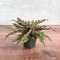 Cryptanthus Bivittatus 'Mochachino' - Mochachino Earth Star - Ed's Plant Shop