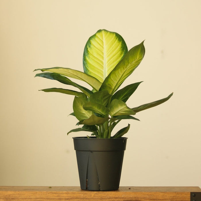 Dieffenbachia - ‘Tropic Marianne’ - Ed's Plant Shop