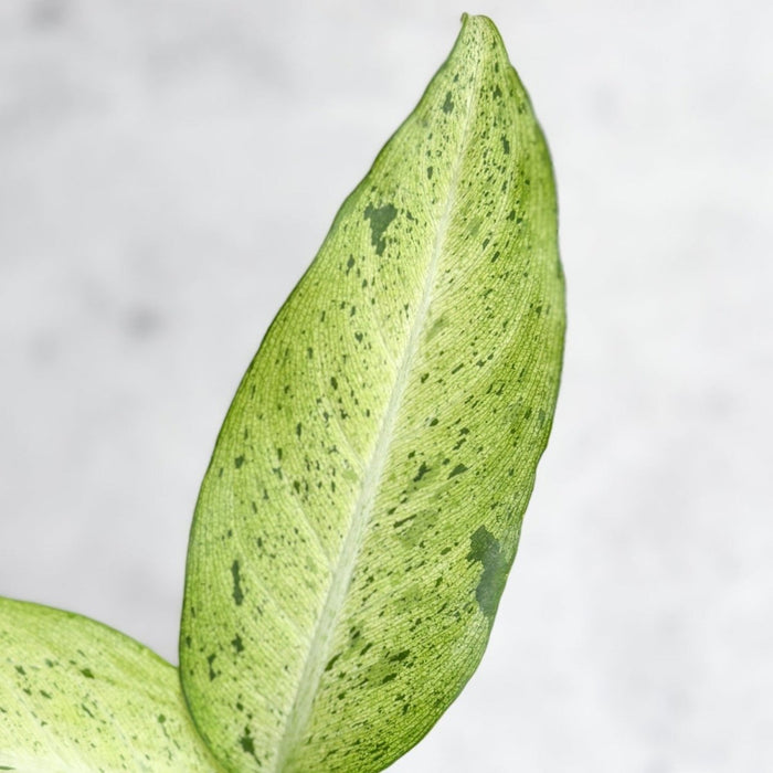 Dieffenbachia 'Camouflage' - Ed's Plant Shop