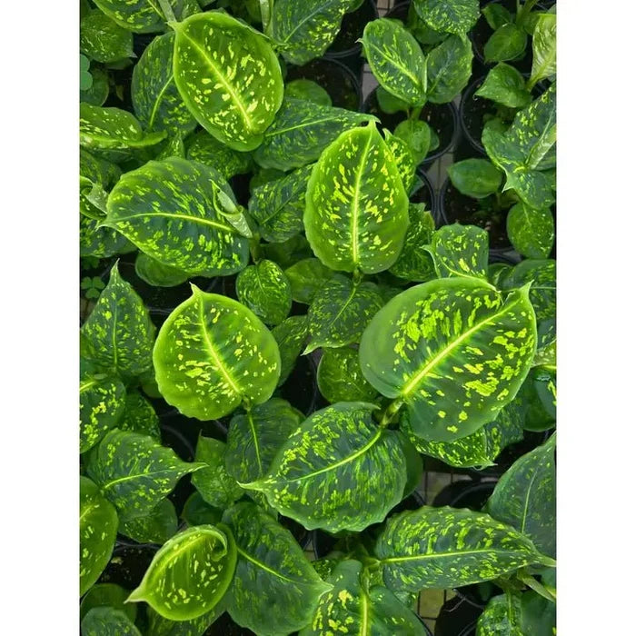 Close-up of a dieffenbachia reflector leafy plant with yellow spots