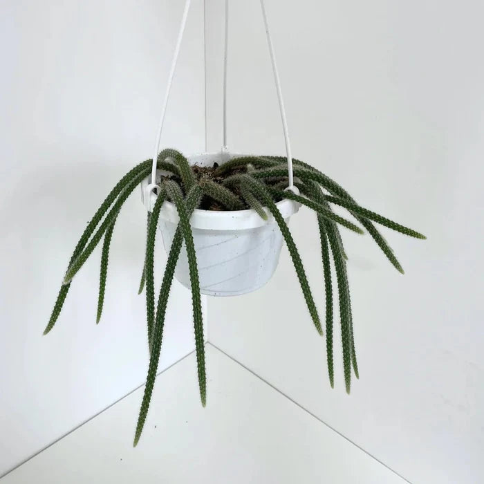 Disocactus flagelliformis rattail cactus with long trailing cylindrical stems in a hanging basket.