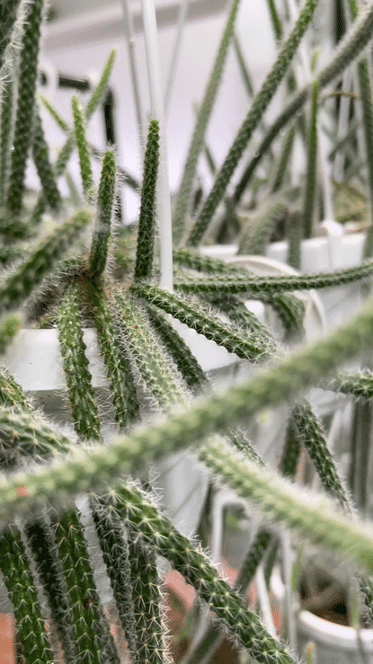 Video closeup of Disocactus flagelliformis rattail cactus with long trailing cylindrical stems