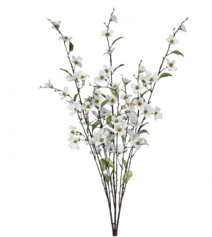 DOGWOOD BUSH