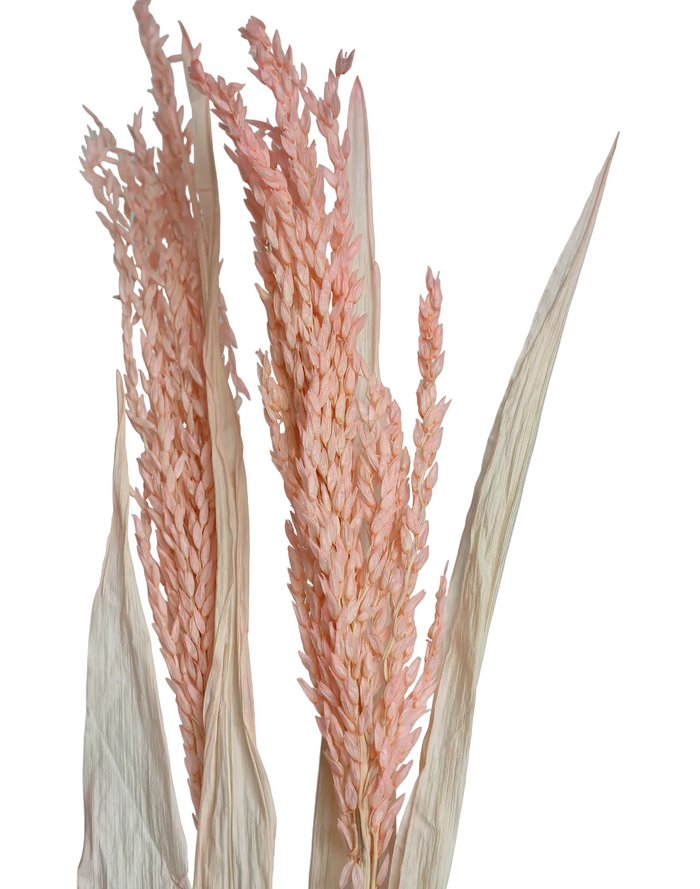 Dried Avena Oat