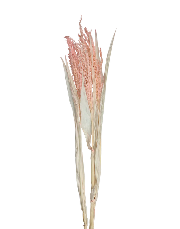 Dried Avena Oat