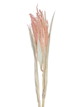 Dried Avena Oat