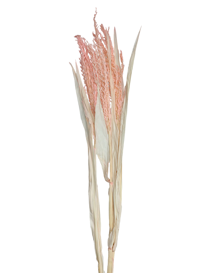 Dried Avena Oat