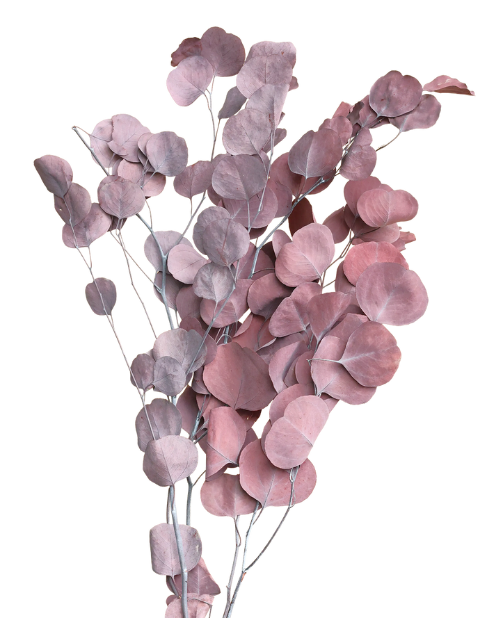 Dried Burgundy Silver Dollar Red