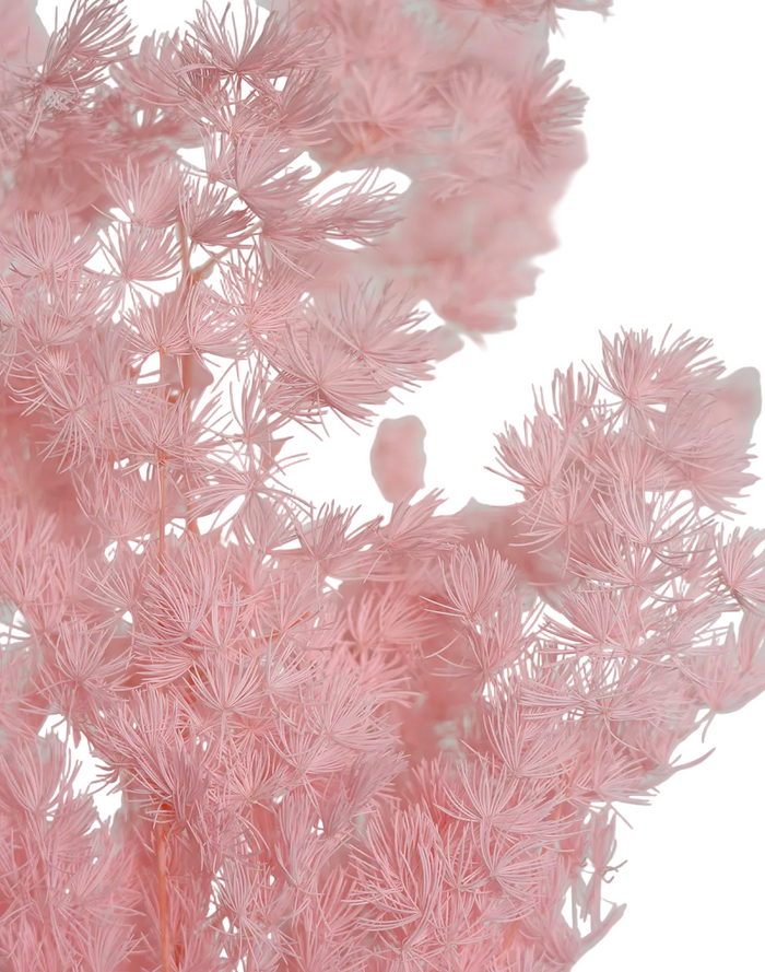 Dried Pink Ming Fern Pink